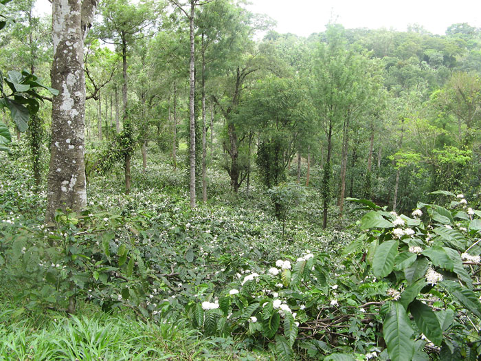 Plantations, Nelliampathy