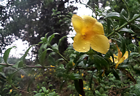 Flowers in rain